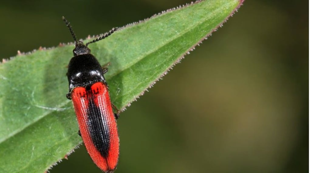 Im Totholz findet dieser Mitbewohner zunächst sein Futter.