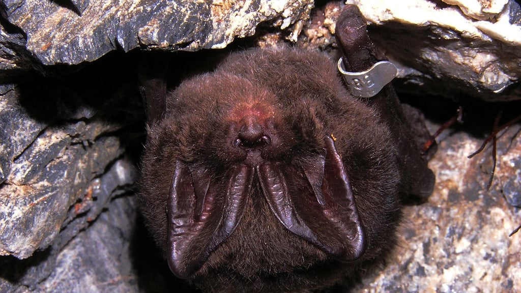 Eine mit einem Ring markierte Mopsfledermaus. Die Population dieser Art nimmt wieder zu, im Mausoleum Meisdorf wurden vor Kurzem 15 Tiere gezählt.