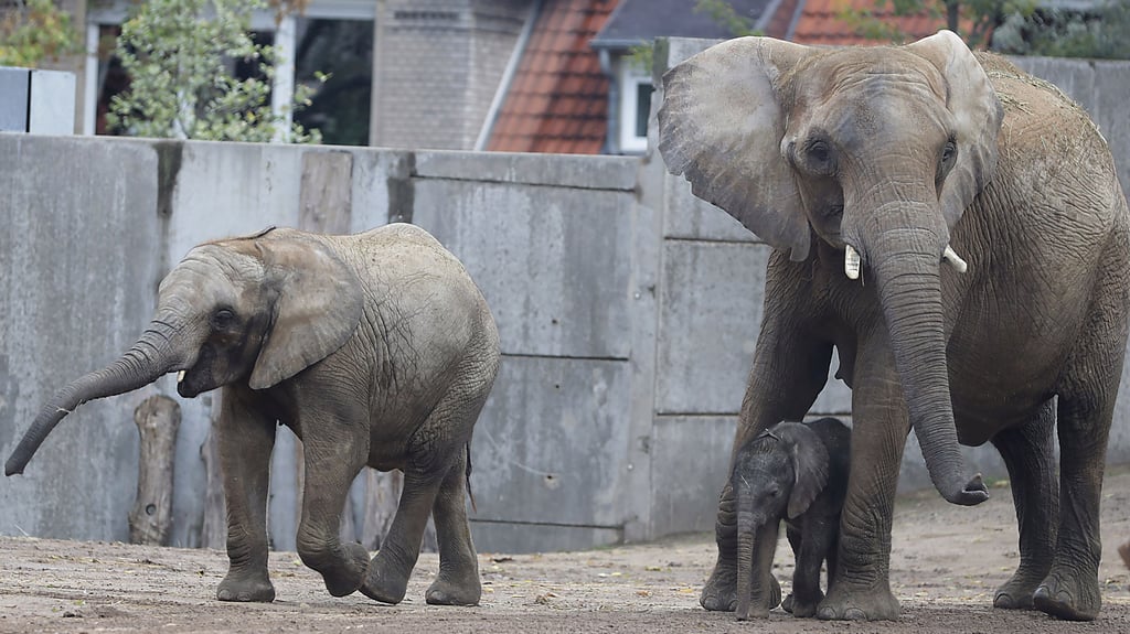 Die Elefanten werden den Bergzoo Halle bald verlassen. Was passiert dann mit ihrem Gehege?