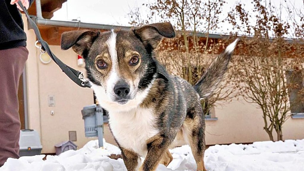 Mischlingsrüde Tim hat einen Menschen gerettet.