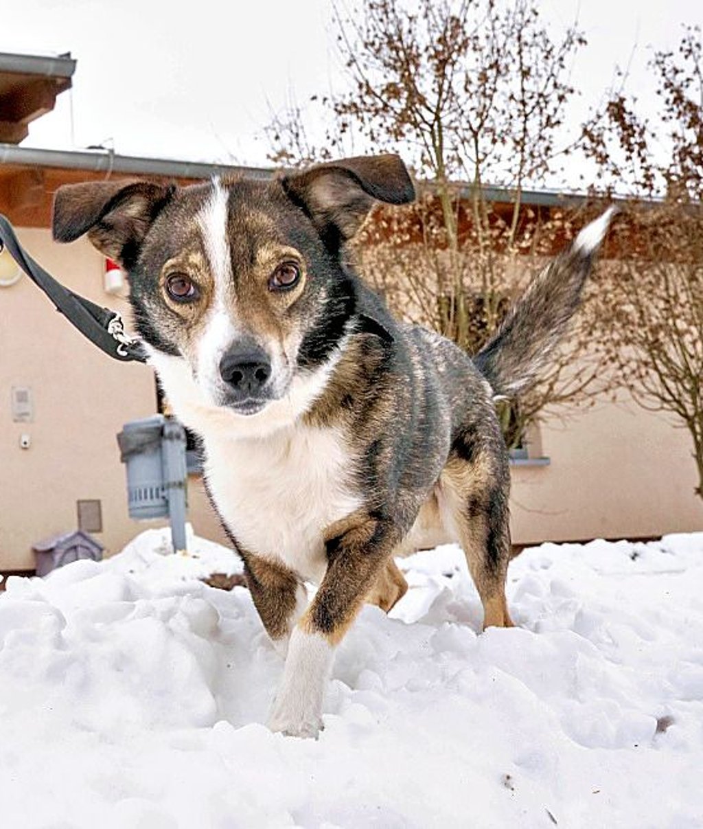 Mischlingsrüde Tim hat einen Menschen gerettet.