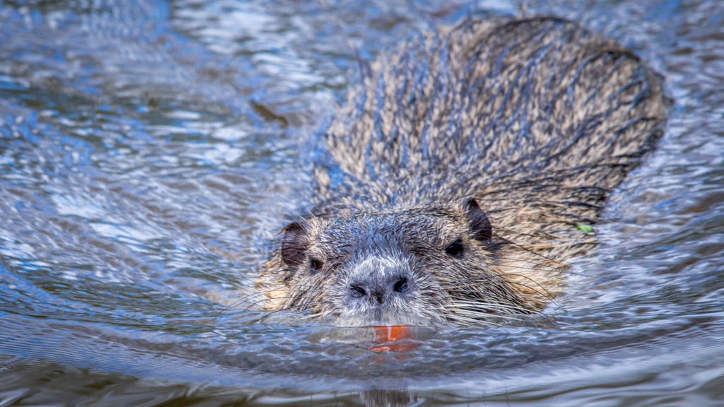 Nutrias vermehren sich schnell. (Archivbild)