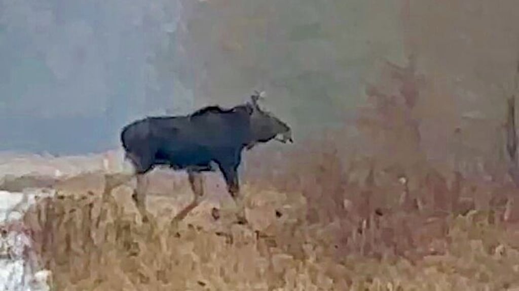 Beim Wandern auf Video eingefangen: Elch streift durch Wälder bei Dessau-Roßlau.