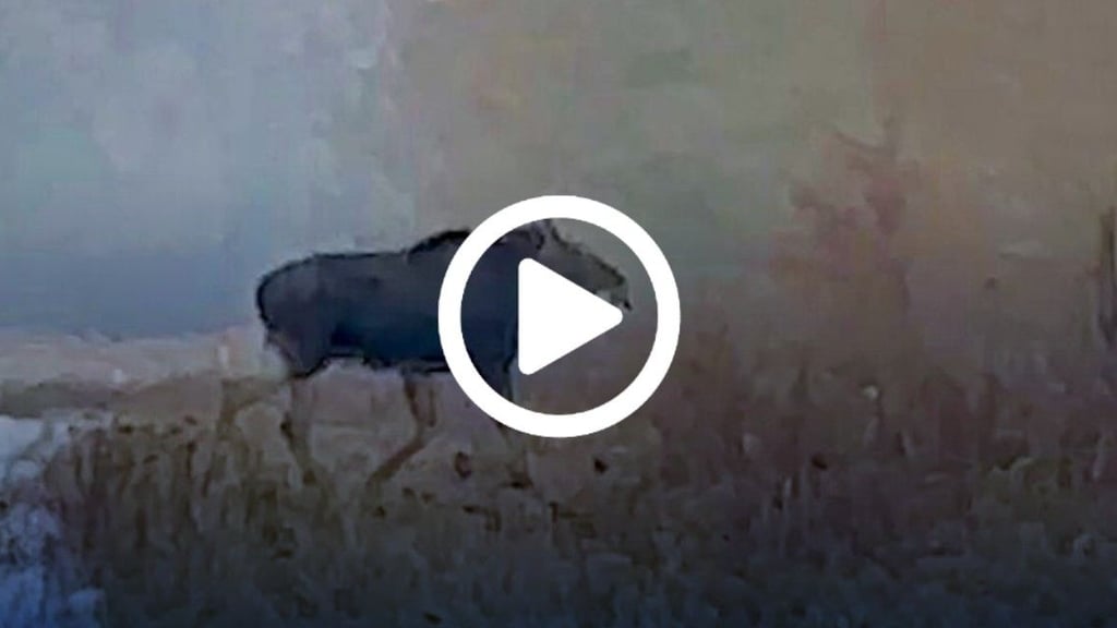 Beim Wandern auf Video eingefangen: Elch streift durch Wälder bei Dessau-Roßlau.