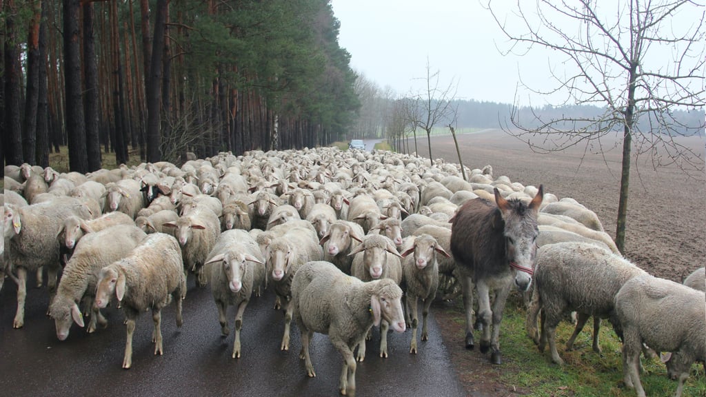 65 Schafe hat ein Schafhalter in Schweinitz als gestohlen gemeldet.