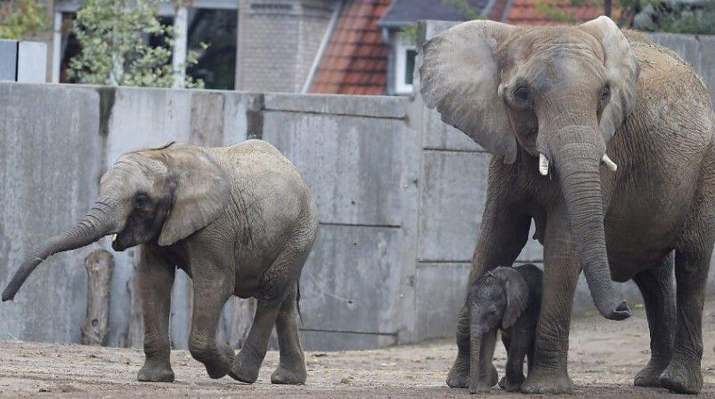 Die Elefanten werden den Bergzoo Halle bald verlassen. Was passiert dann mit ihrem Gehege?