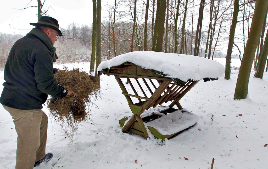 Auch im letzten vergleichbar strengen Winter 2010 wurde die Notzeit für alle Wildarten festgestellt. Jäger bestückten  sogenannte Futterraufen. So etwas gibt es heutzutage im Kreis Stendal so gut wie nicht mehr.