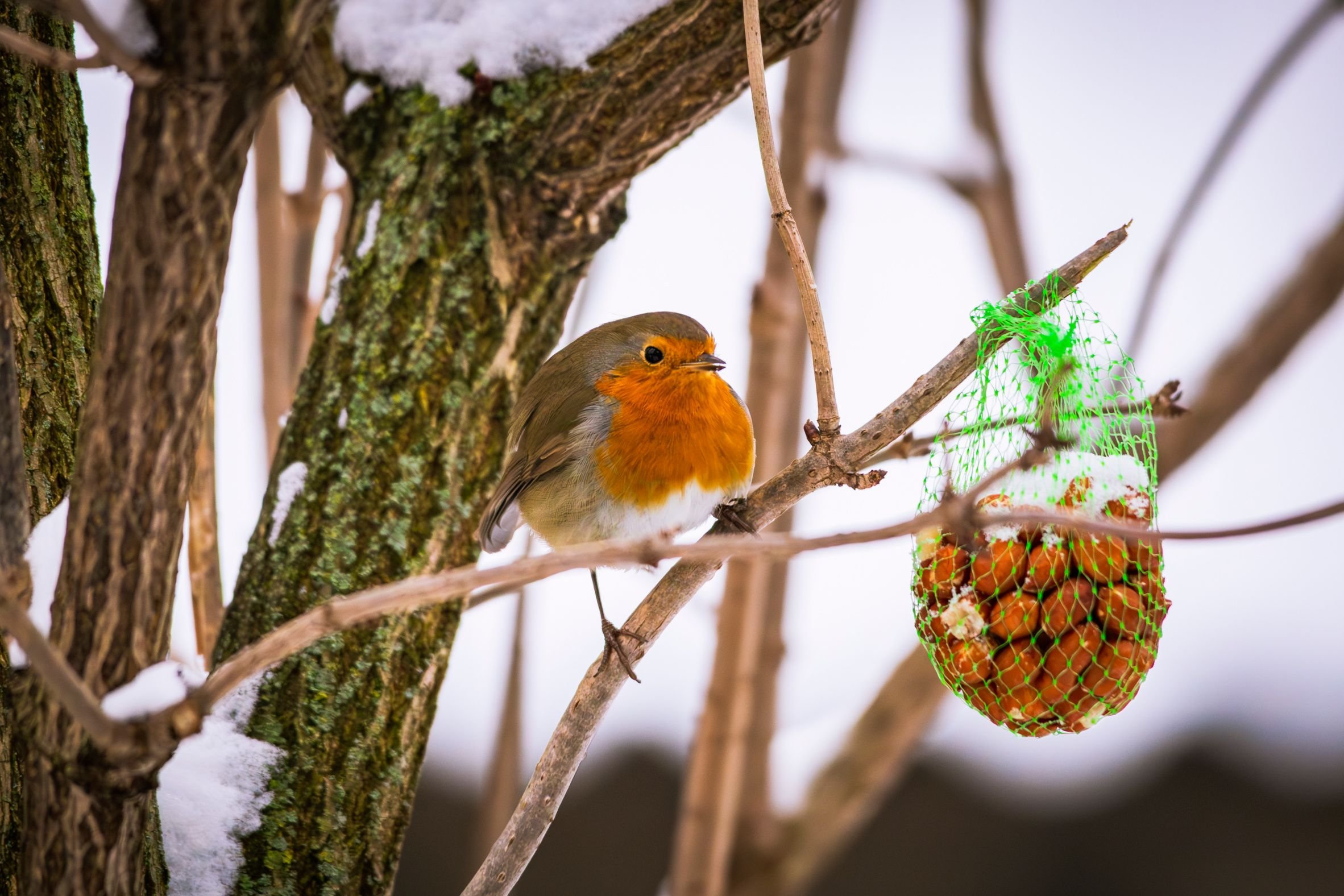 Nabu meldet Probleme: So schlecht geht es Wintervögeln im Burgenlandkreis: Wie man schwachen Tieren helfen kann