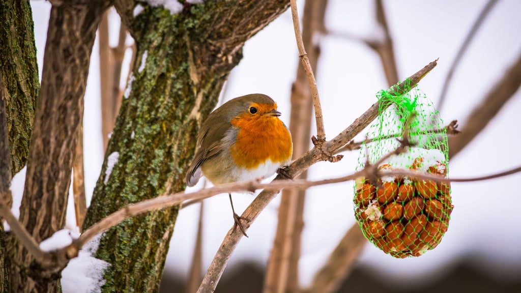 Im Winter ist die Futtersuche für Vögel besonders schwierig, da Kälte und Schnee das natürliche Nahrungsangebot stark einschränken. 