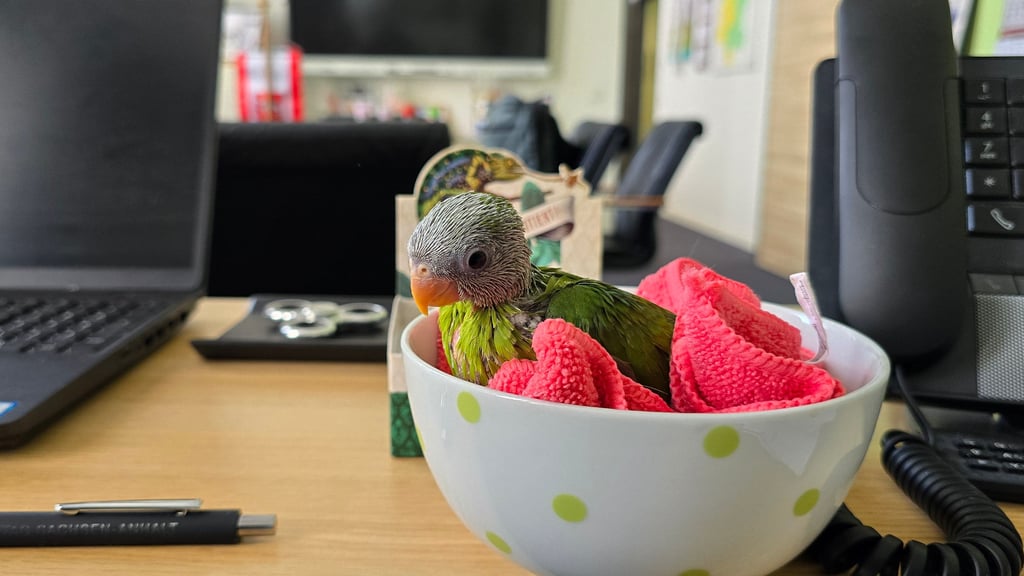 Auf dem Schreibtisch des Landrats Martin Stichnoth: Pflaumenkopfsittich Pedro macht es sich in der Müslischale bequem.