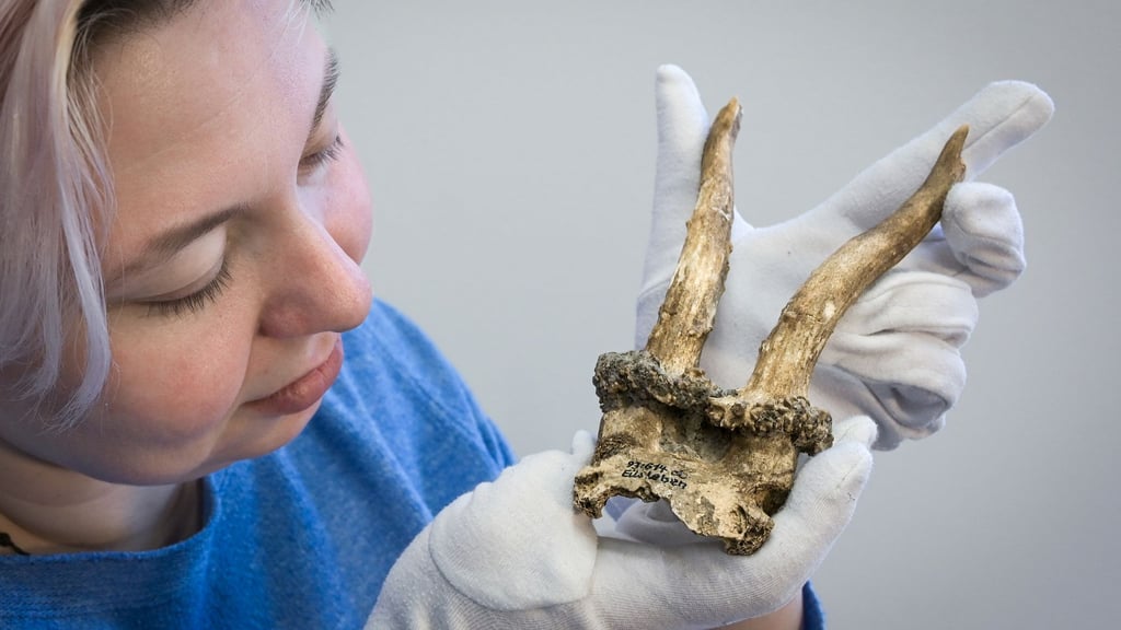 Kuratorin Josefine Biedinger zeigt Rehgeweihkopfschmuck aus einer jungsteinzeitlichen Siedlung.