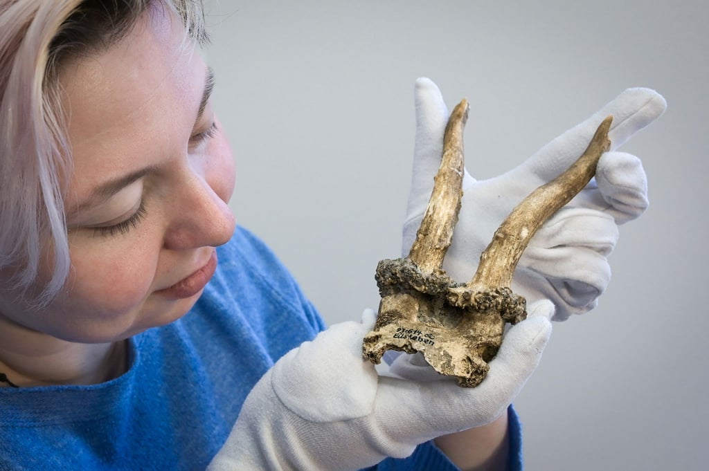 Kuratorin Josefine Biedinger zeigt Rehgeweihkopfschmuck aus einer jungsteinzeitlichen Siedlung.
