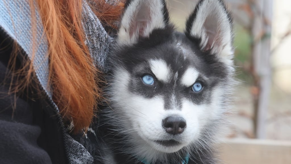 Wido trägt von seinen Verletzungen noch eine Narbe am Kopf.