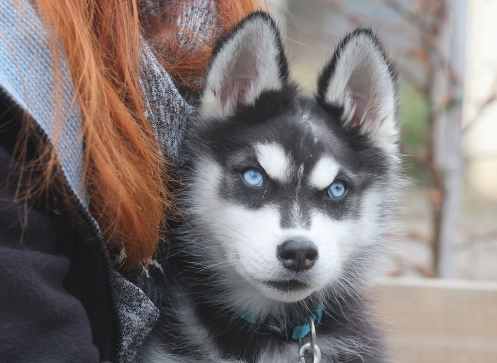 Wido trägt von seinen Verletzungen noch eine Narbe am Kopf.