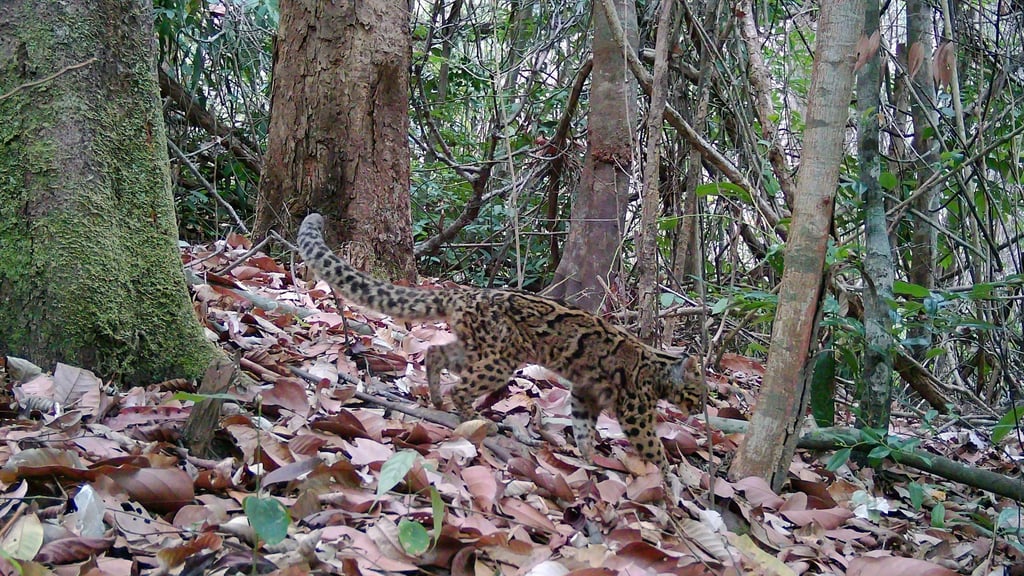 Marmorkatzen leben in Südostasien und gelten als gefährdet. Wegen ihrer versteckten, baumbewohnenden Lebensweise ist die Art kaum erforscht.