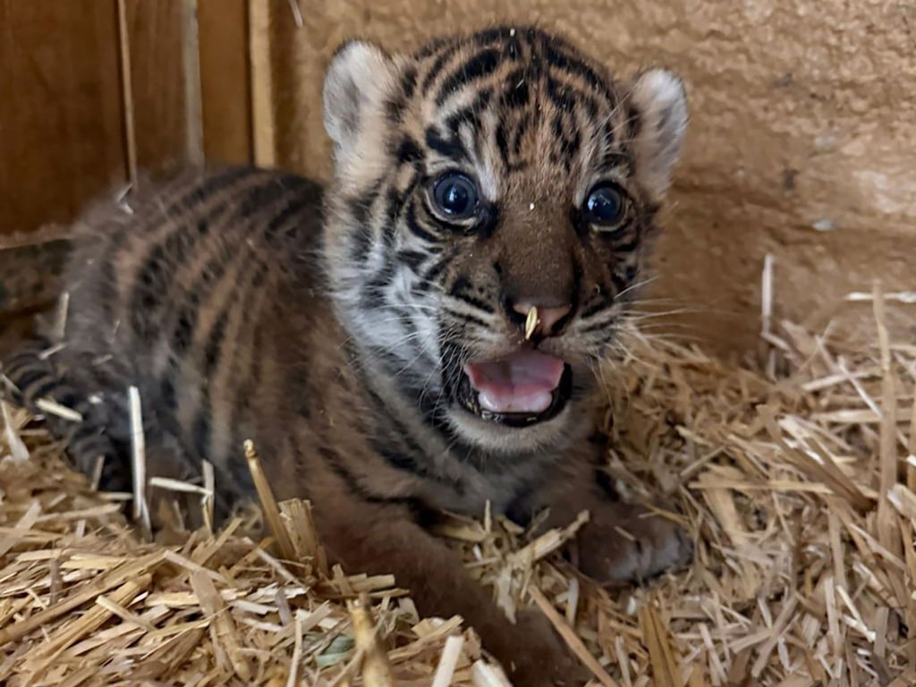 Das undatierte, am 12. Februar 2026 vom Tierpark Berlin veröffentlichte Foto zeigt ein neugeborenes Tiger-Jungtier. (Handout)