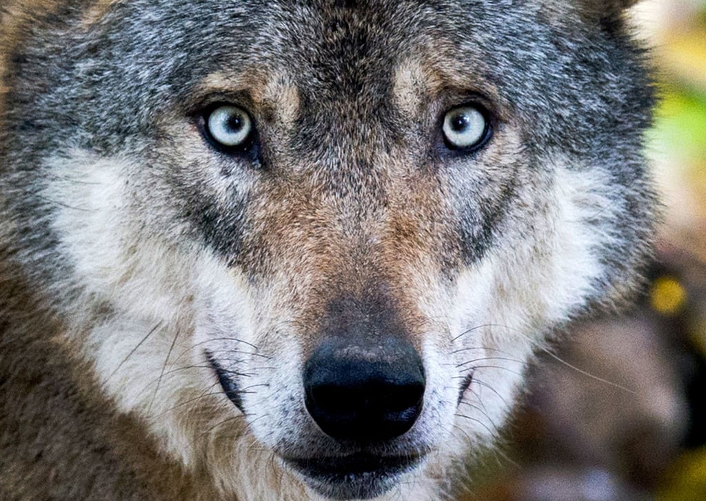 In der Lausitz werden immer wieder Wolfssichtungen gemeldet. Dieser Wolf hier wurde in einem Gehege fotografiert. (Symbolbild)