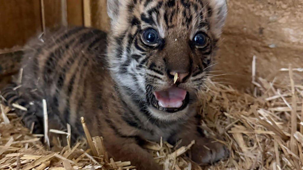 Das undatierte, am 12. Februar 2026 vom Tierpark Berlin veröffentlichte Foto zeigt ein neugeborenes Tiger-Jungtier. (Handout)