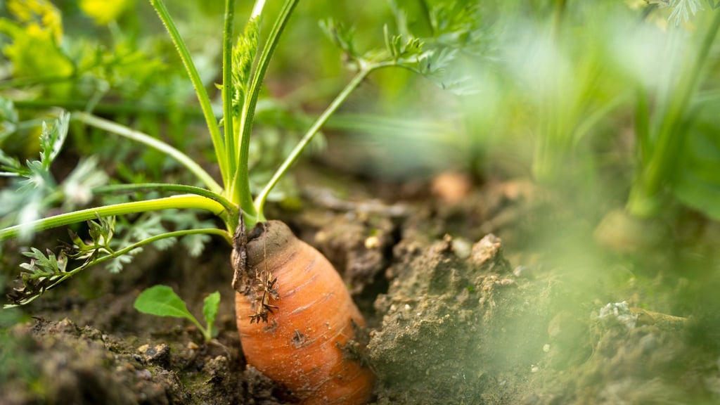 Saisonbeginn im Garten: Jetzt ist die richtige Zeit, Beete zu planen und erste Aussaaten vorzubereiten.