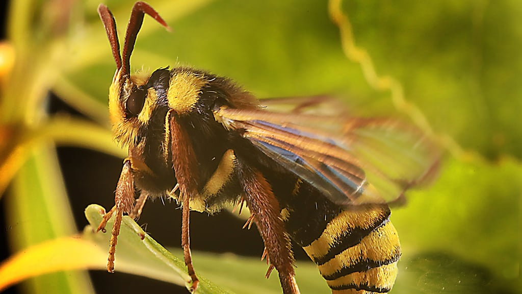 Nur schön und gar nicht gefährlich ist dieser Mitbewohner. 