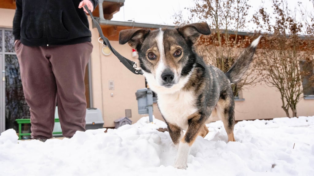 Lebensretter „Tim“. 