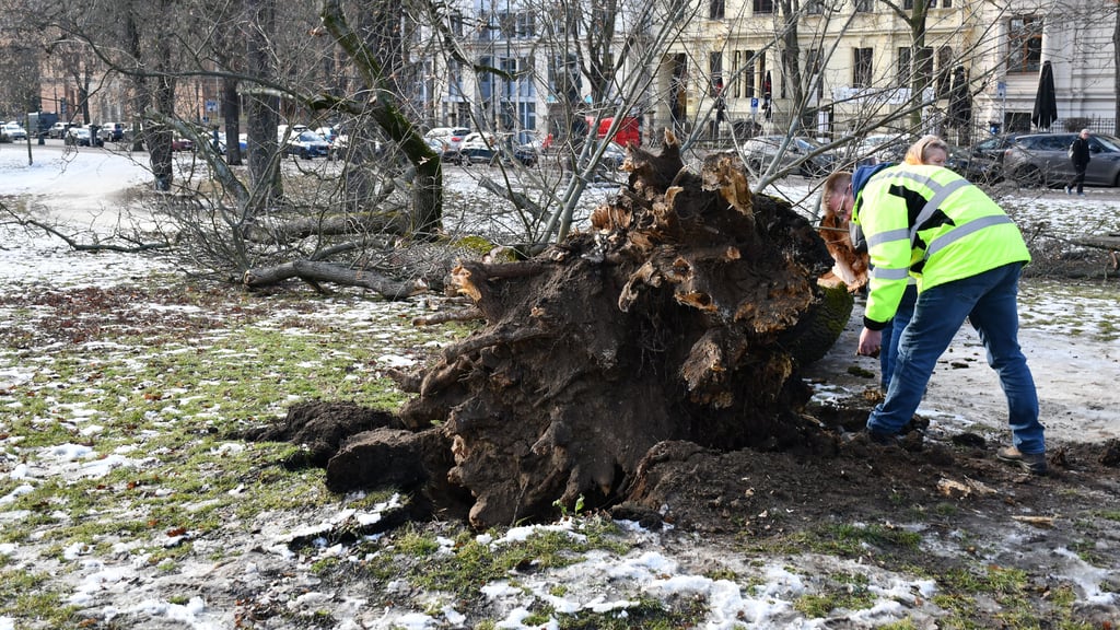 Der umgestürzte Baum im Magdeburger Fürstenwallpark wird untersucht.