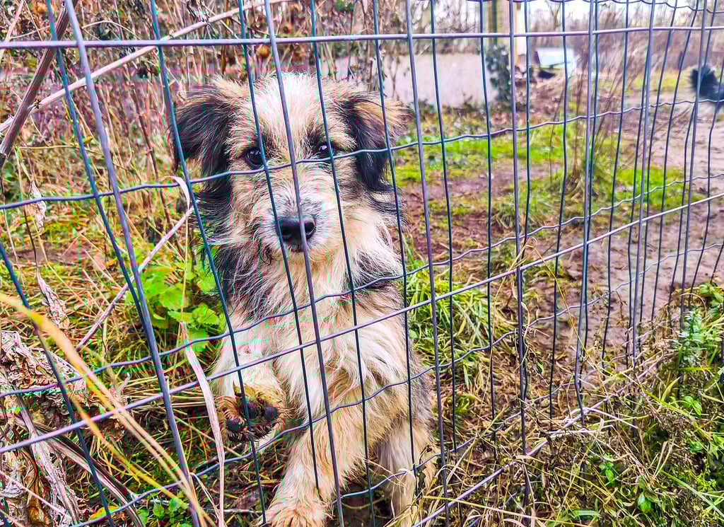Bundesweit nehmen Tierrettungseinsätze zu, im Altmarkkreis sind sie hingegen rückläufig – betreffen jedoch immer größere Bestände. Spitzenfall waren 120 Hunde in einem einzigen Haus.