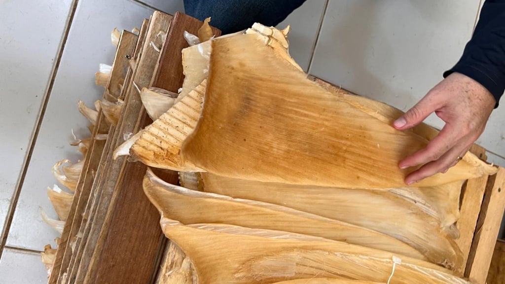 Die Polizei hat mehr als 1,5 Tonnen Haiflossen beschlagnahmt.