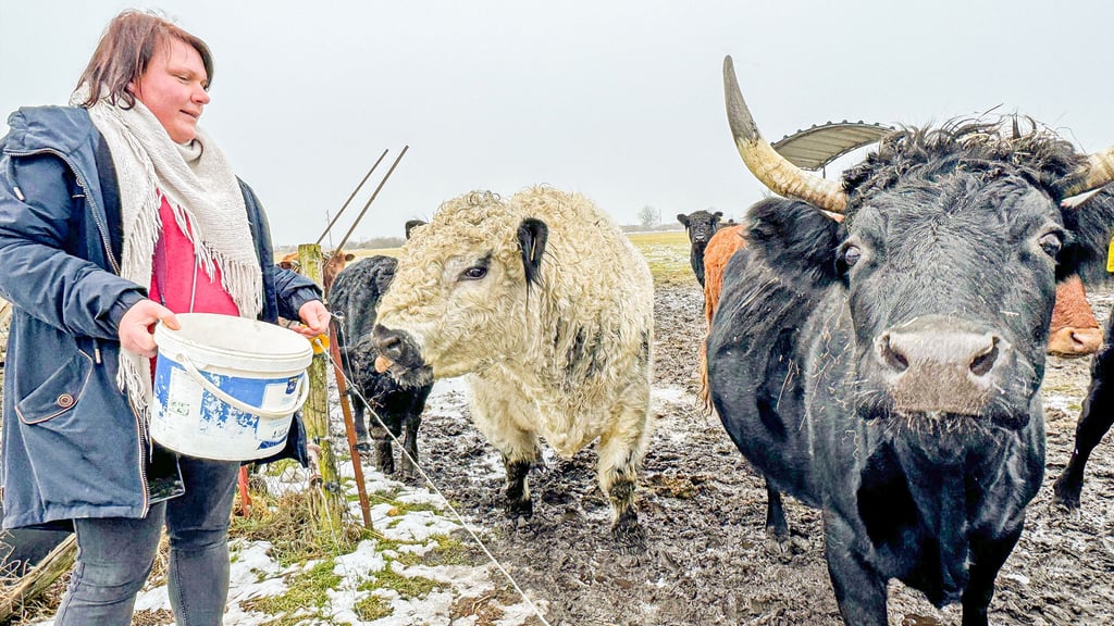 Galloway- und Dexter-Rinder lassen sich gerne auch von den Hofbesuchern unter Aufsicht von Susann Peters auf dem Röhlschen Hof in Wallwitz füttern.