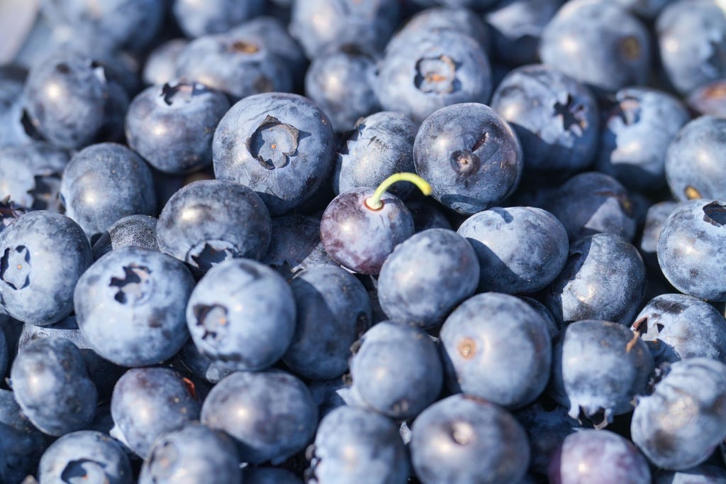 Im Sommer werden wieder die ersten Heidelbeeren von den Sträuchern gepflückt. Das blaue Obst kann meist bis September geerntet werden. (Symbolbild)