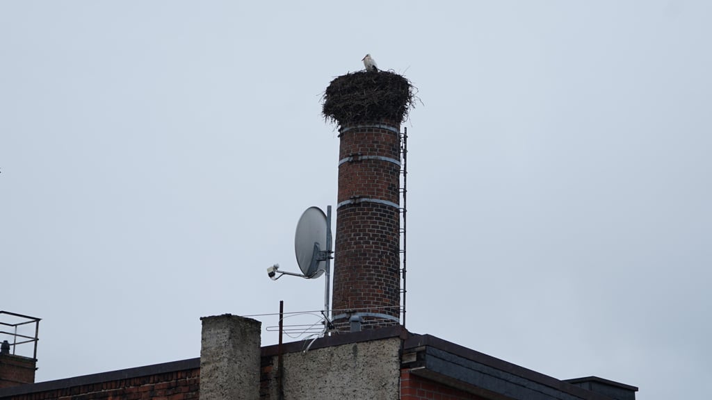 Der Storch hat das Nest auf der Wolmirstedter Adler-Apotheke besetzt.