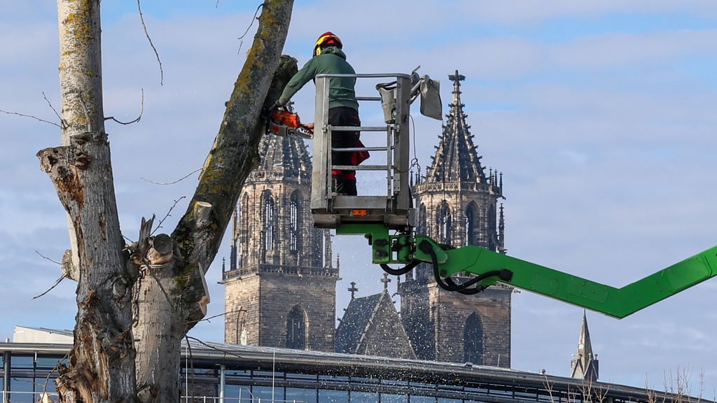 An der Hyparschale in Magdeburg musste ein Baum gefällt werden. Das Areal wird neu gestaltet.