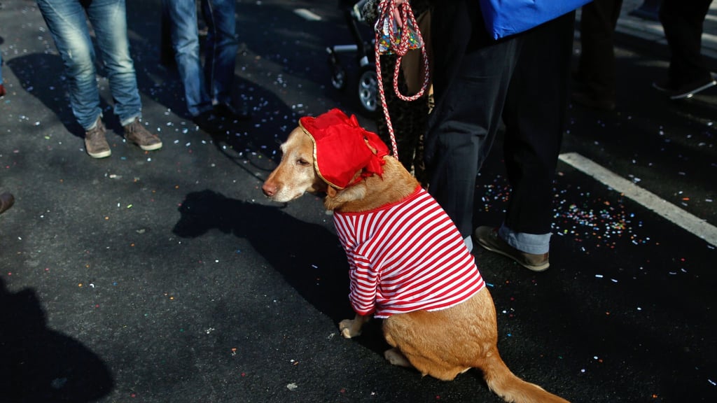Mögen keine Kostüme und keinen Lärm: Faschingspartys und Karnevalsumzüge sind für Hunde eine Tortur.