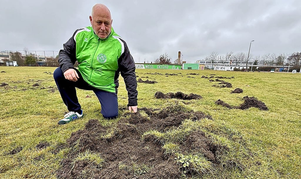 Die Wildschweine haben den Sportplatz von Grün-Weiß Dessau  „besucht“ undgroßen Schaden hinterlassen. 