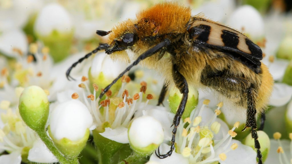 Ein echter Hingucker ist dieser Mitbewohner in Halle.