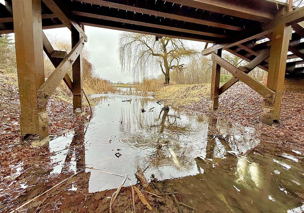 Einige tote Fische schwimmen am Freitag am Viereckteich im Dessauer Georgengarten.