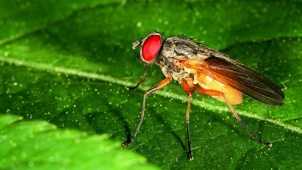 Nicht nur am Valentinstag sucht dieser Mitbewohner die Nähe zu Blumen.