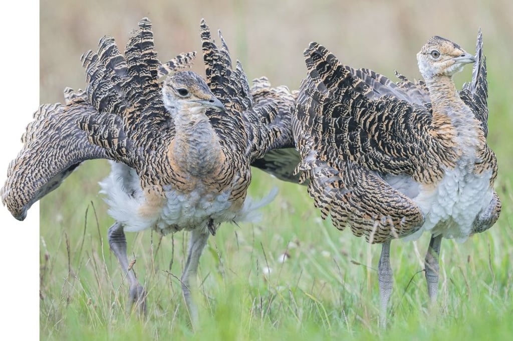 Großtrappen sind im Fiener Bruch zuhause.