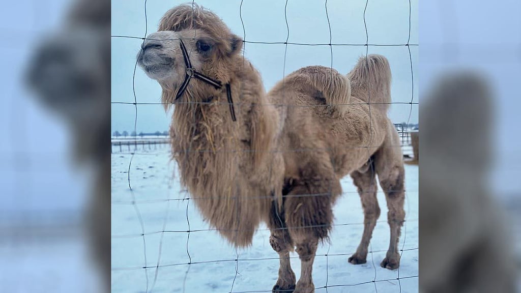 Auf Liebesurlaub: Die braunfellige Dschuca gehört zu den letzten in Aschersleben geborenen Trampeltieren. Ob sie bald Nachwuchs bekommt?