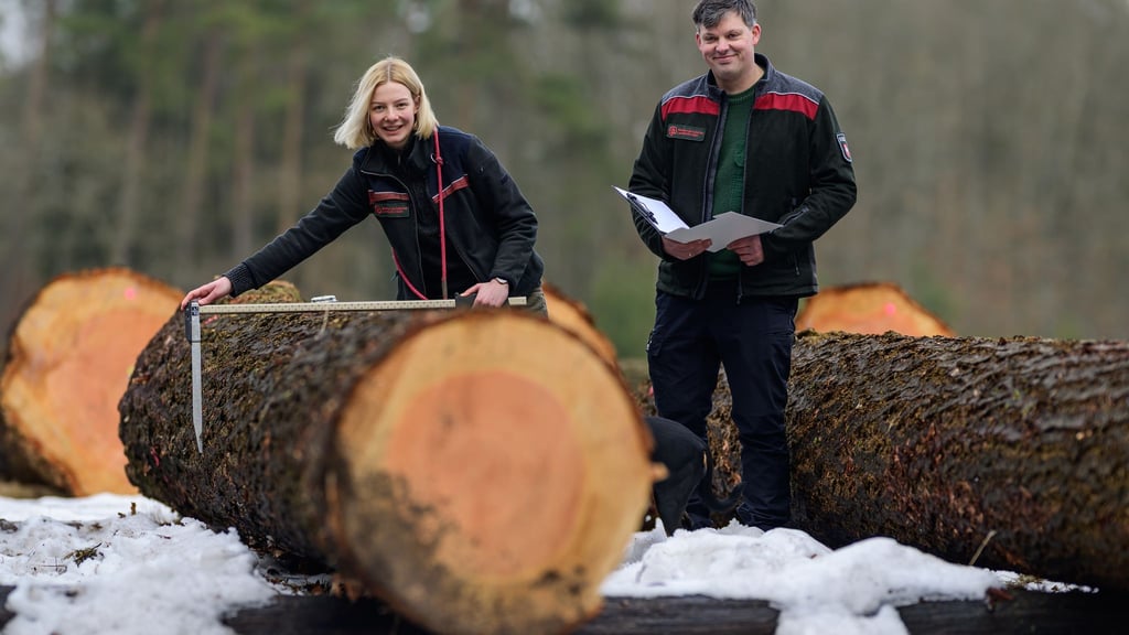 Ein Stamm einer Douglasie wird in Oerrel versteigert.