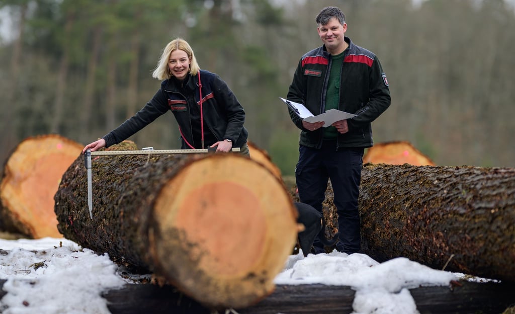 Ein Stamm einer Douglasie wird in Oerrel versteigert.