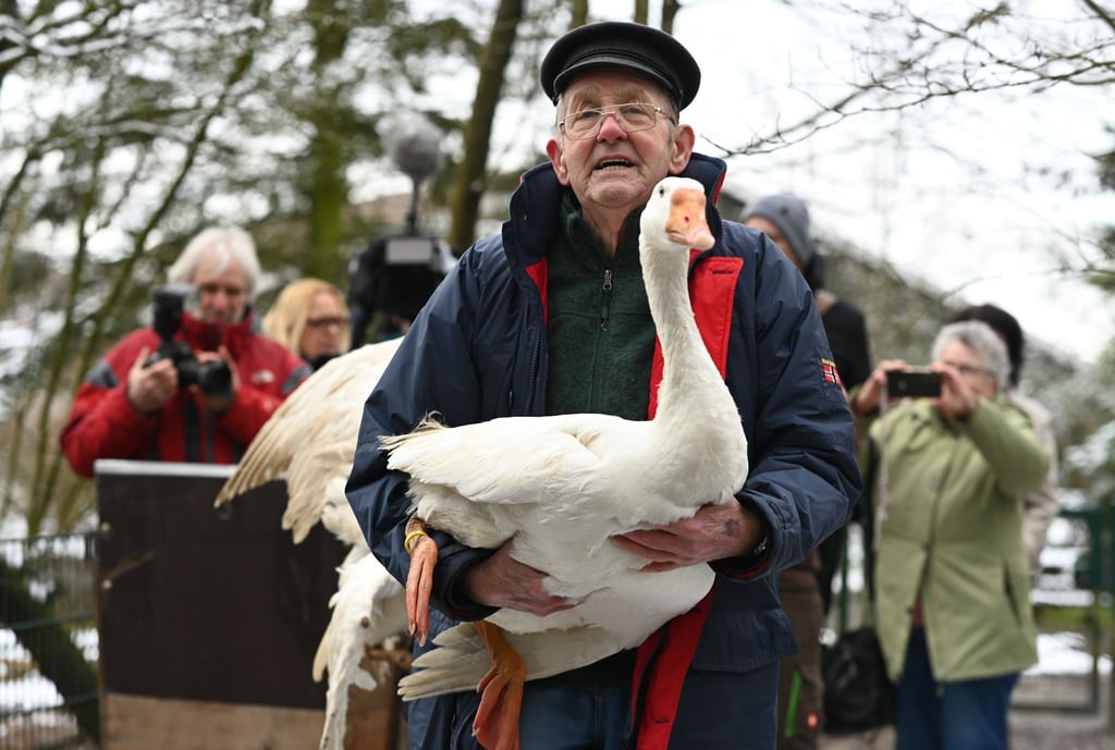 Gänsehalter Ludwig Smidt gibt seine drei verbliebenen Gänse persönlich im Tierpark ab.