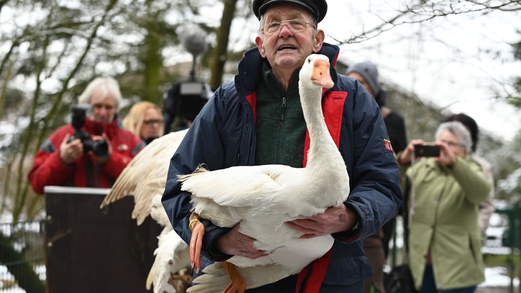 Gänsehalter Ludwig Smidt gibt seine drei verbliebenen Gänse persönlich im Tierpark ab.