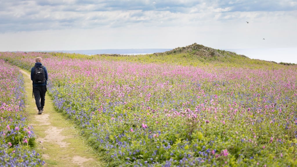 Die Insel Skomer ist ein Wanderparadies mit Meerblick.