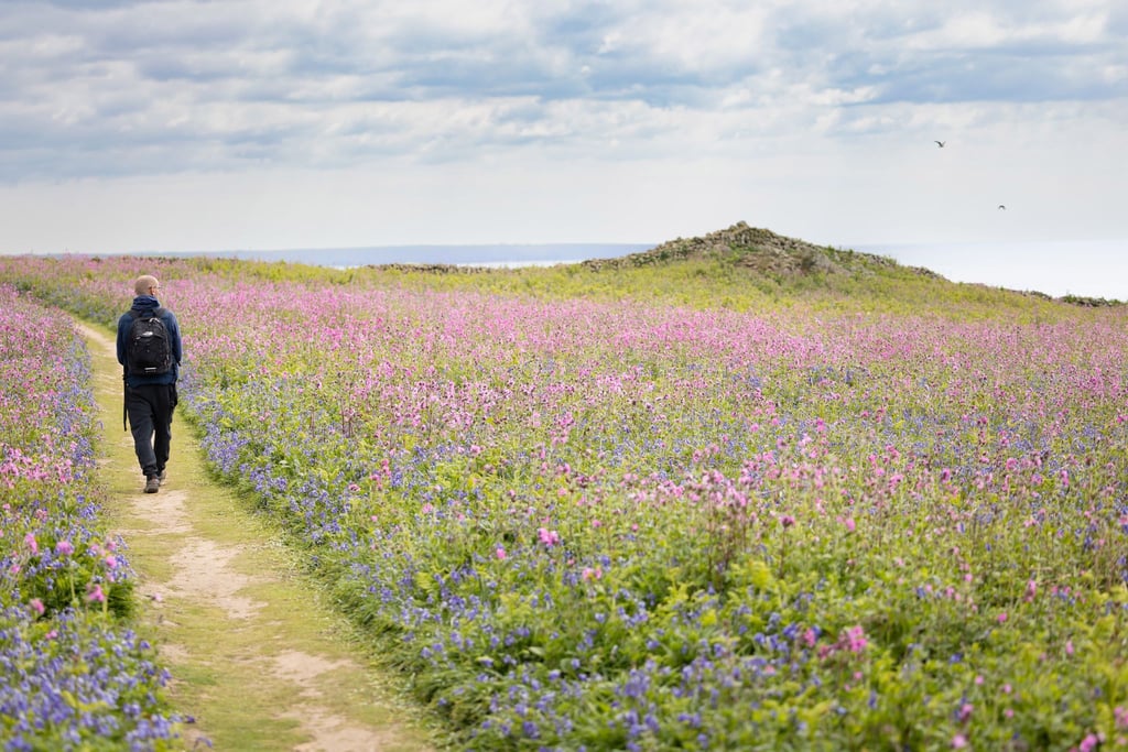 Die Insel Skomer ist ein Wanderparadies mit Meerblick.