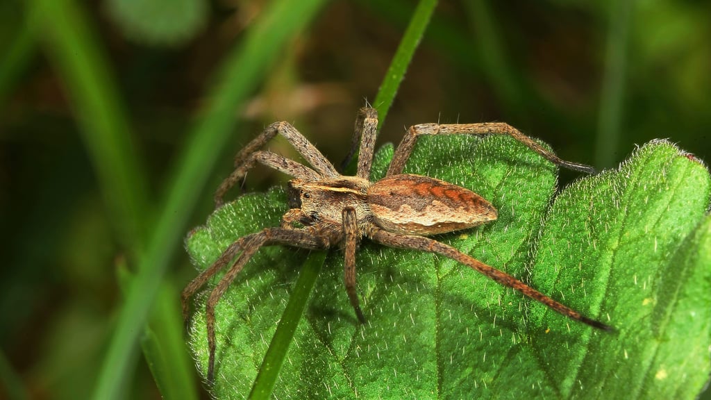 Schlanker Körper, lange Beine: Dieser Mitbewohner in Halle ist gerne auf der Jagd.