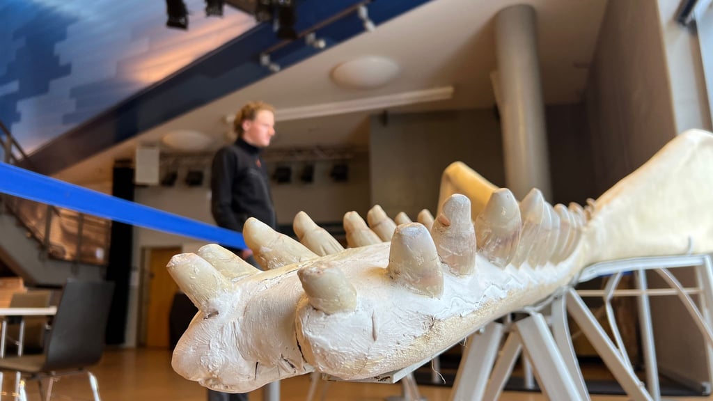 Die wertvollen Zähne des Pottwals sind im jetzt auf Sylt ausgestellten Unterkiefer durch Kunstzähne ersetzt, um Diebstahl vorzubeugen.