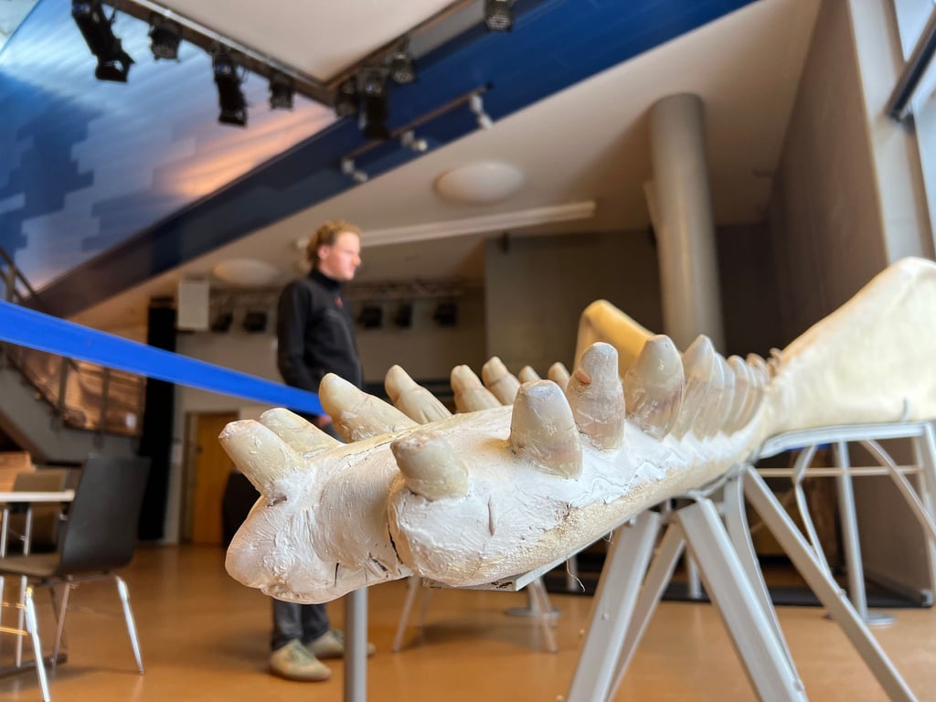 Die wertvollen Zähne des Pottwals sind im jetzt auf Sylt ausgestellten Unterkiefer durch Kunstzähne ersetzt, um Diebstahl vorzubeugen.