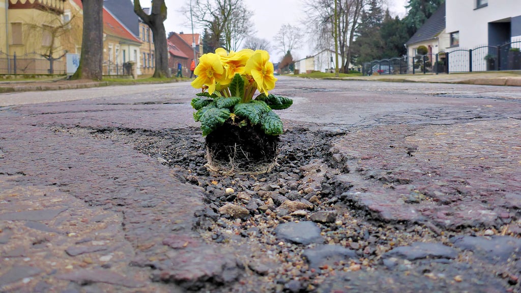 Aus Protest gegen den jahrelangen maroden Zustand und die Unfähigkeit der Stadt, wenigstens die Löcher zu flicken, hatte ein „Spaßvogel“  schon vor zehn Jahren eine Blume in eines  der Schlaglöcher gepflanzt. Der erste Bauabschnitt ist seit Dezember abgeschlossen, der zweite soll relativ schnell folgen.