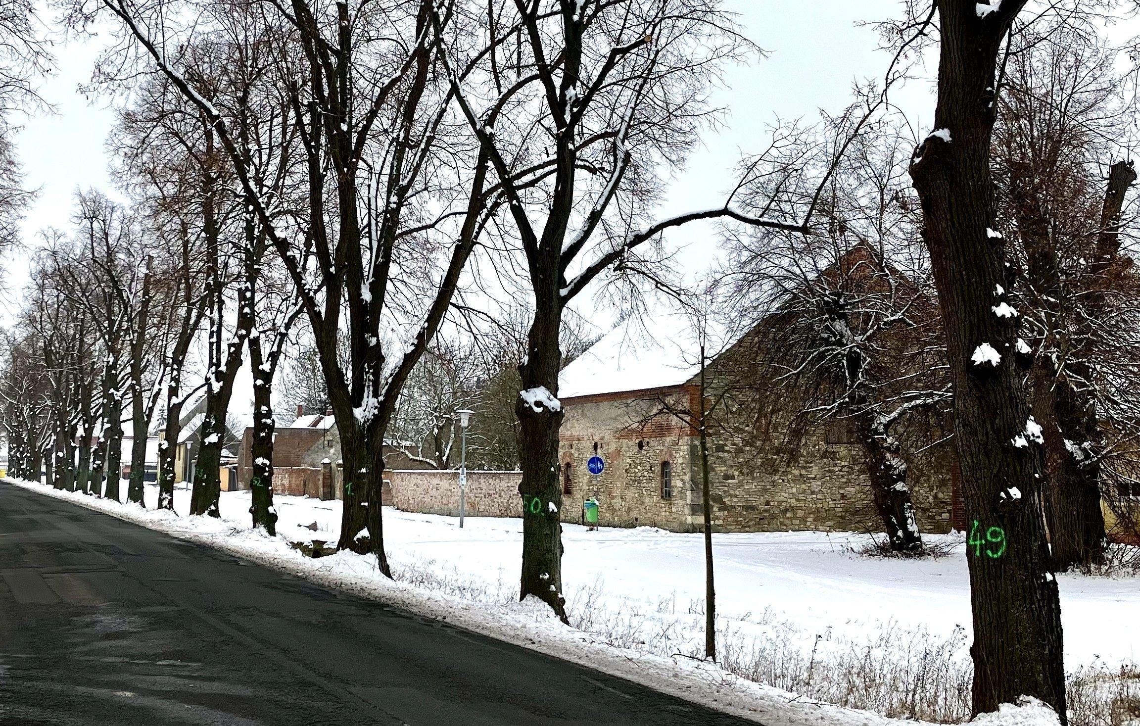 Historische Allee in Falkenstein/Harz: Witteanger in Reinstedt: Warum hier jeder Baum eine Nummer trägt